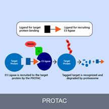 What are PROTACs in drug discovery?