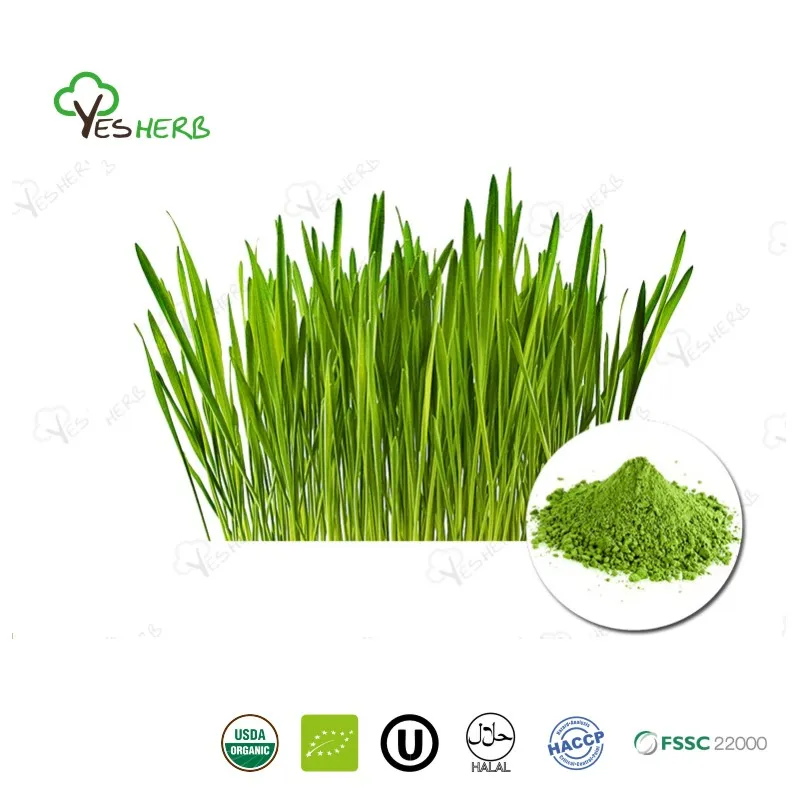 How to Use Barley Grass Powder for Weight Loss?