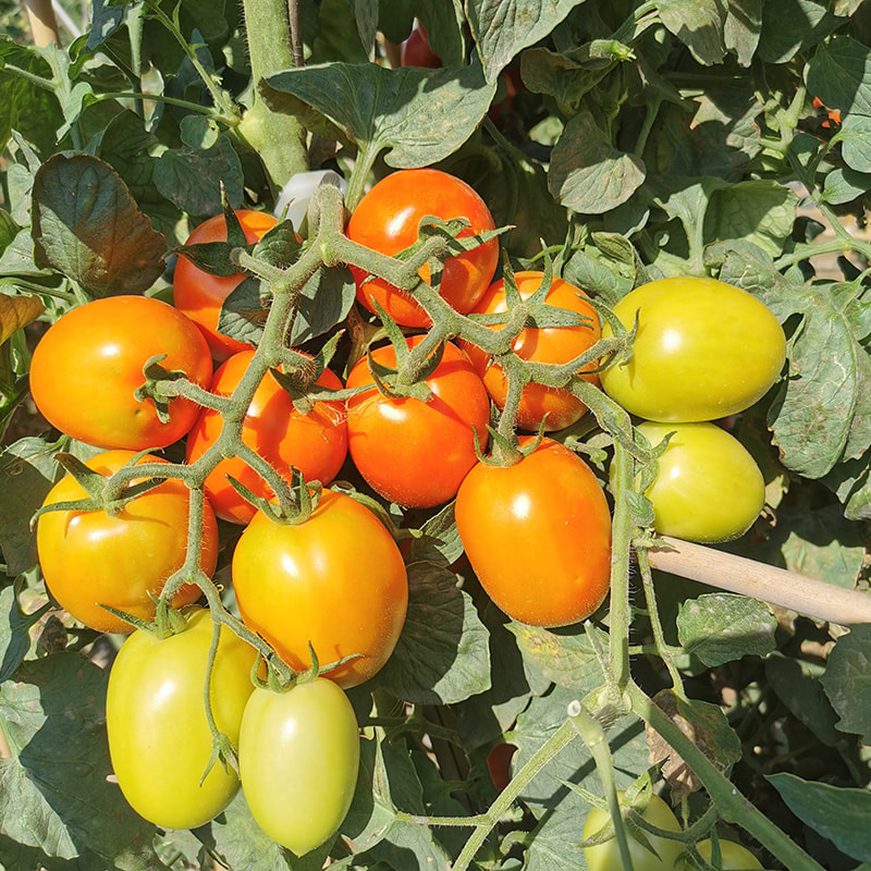 How to Grow and Care for Tomato Plants at Home