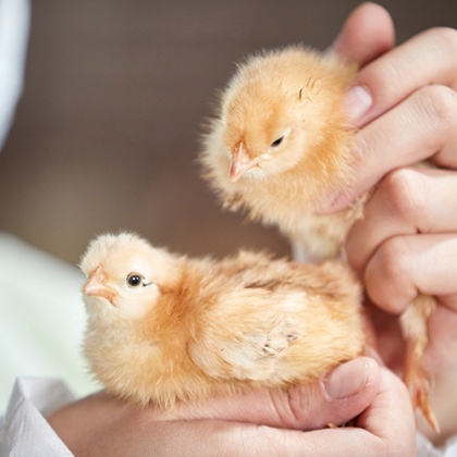 Benefits and Drawbacks of Enzyme Supplementation in Pig Feed